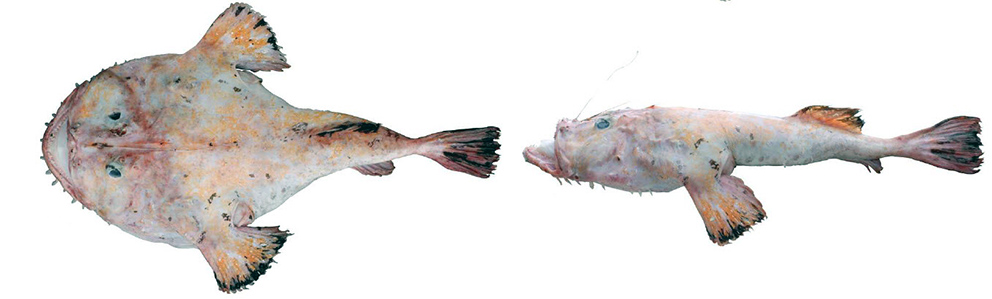 Lophius budegassa_02.jpg